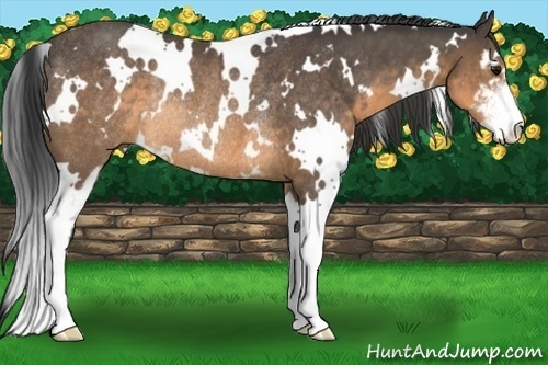 Horse Color:White Spotted Buckskin Sabino Rabicano 