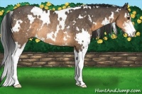 Horse Color:White Spotted Buckskin Sabino Rabicano