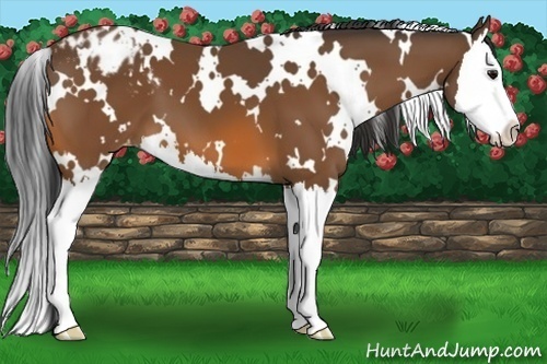 Horse Color:White Spotted Bay Splash Appaloosa 