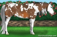 Horse Color:White Spotted Bay Splash Appaloosa 