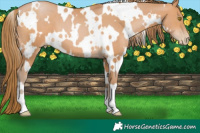 Horse Color:White Spotted Bay Pearl