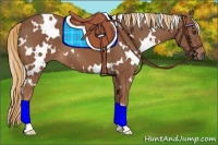 Horse Color:White Spotted Chestnut 