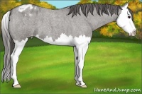 Horse Color:Grullo Roan Splash Appaloosa 