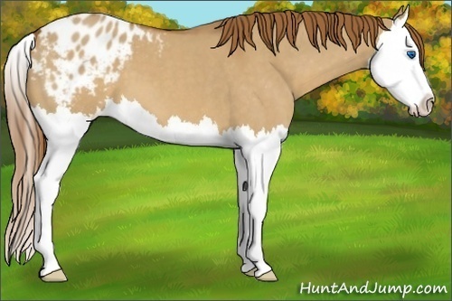 Horse Color:Red Dun Roan Splash Appaloosa 