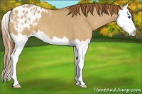 Horse Color:Red Dun Roan Splash Appaloosa