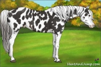 Horse Color:Liver Chestnut Appaloosa 