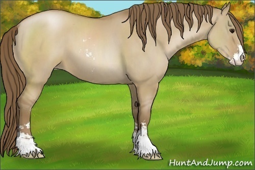 Horse Color:Grullo Pearl Sabino 