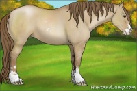 Horse Color:Grullo Pearl Sabino 