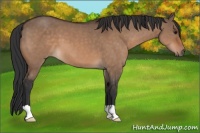 Horse Color:Bay Dun