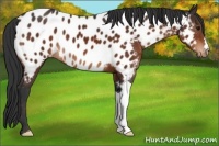 Horse Color:Brown Appaloosa 