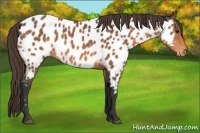 Horse Color:Buckskin Near Leopard