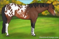 Horse Color:Bay Appaloosa 