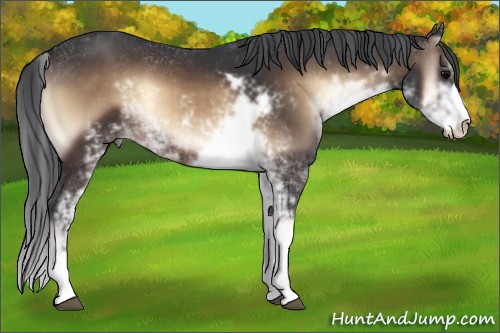 Horse Color:Brown Onyx Sabino 