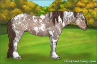 Horse Color:White Spotted Liver Chestnut Ice 
