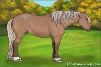 Horse Color:Silver Bay Dun