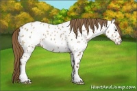 Horse Color:Black Pearl Near Leopard 