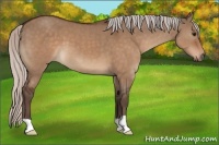 Horse Color:Silver Brown Dun