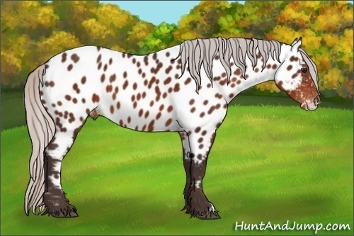 Horse Color:Silver Brown Near Leopard 