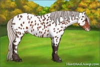 Horse Color:Silver Brown Near Leopard 