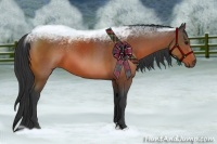 Horse Color:Bay Sabino 