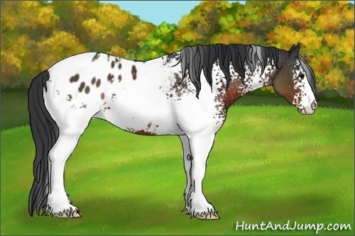 Horse Color:White Spotted Brown Appaloosa 