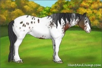 Horse Color:White Spotted Brown Blanket 