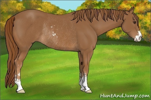 Horse Color:Chestnut Sabino Rabicano