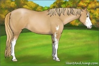 Horse Color:Chestnut Pearl Sabino 