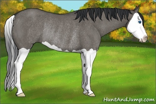 Horse Color:Grullo Splash Rabicano