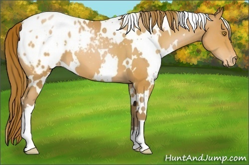 Horse Color:White Spotted Bay Pearl Appaloosa
