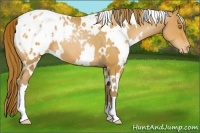 Horse Color:White Spotted Bay Pearl Appaloosa 