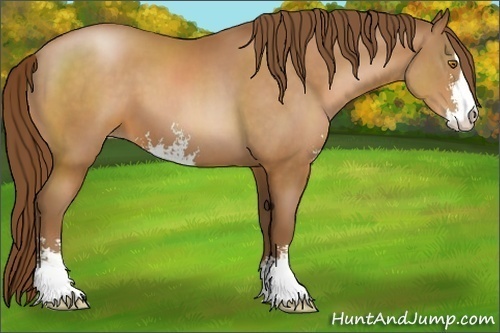 Horse Color:Brown Pearl Sabino 