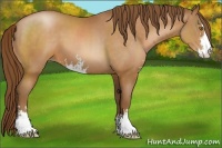 Horse Color:Brown Pearl Sabino 