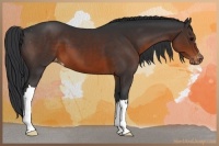 Horse Color:Brown Appaloosa 