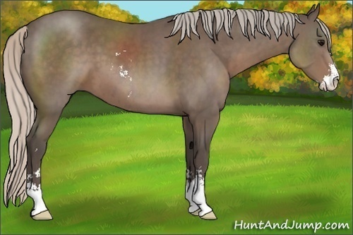 Horse Color:Silver Black Sabino 