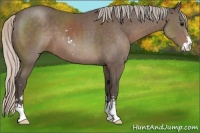 Horse Color:Silver Black Sabino 