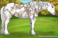 Horse Color:Silver Grullo Sabino Rabicano 