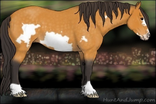 Horse Color:Buckskin Roan Frame 