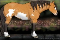 Horse Color:Buckskin Roan Frame 
