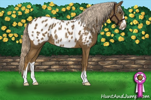 Horse Color:Chocolate Palomino Sabino Appaloosa Rabicano 
