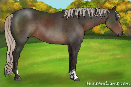 Horse Color:Gray Silver Black Sabino 