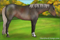 Horse Color:Gray Silver Black Sabino 
