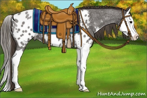 Horse Color:Smoky Blue Roan Splash Near Leopard 