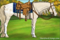Horse Color:Smoky Creme Appaloosa 