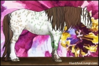 Horse Color:Sable Champagne Dun Appaloosa 