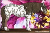 Horse Color:Classic Champagne Dun Tobiano Appaloosa 