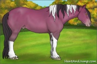 Horse Color:Sable Champagne Tobiano
