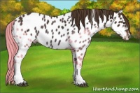 Horse Color:Liver Chestnut Appaloosa 