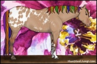 Horse Color:Painted Bay Dun Appaloosa 