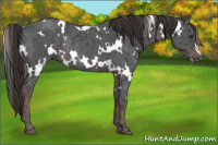 Horse Color:Gray White Spotted Liver Chestnut Ice Rabicano 